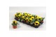 Viola witt. colossus f1 yellow with blotch 