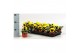 Viola witt. colossus f1 yellow with blotch 