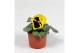 Viola witt. colossus f1 yellow with blotch 