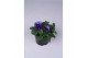 Viola cornuta evo mini f1 violet beacon 