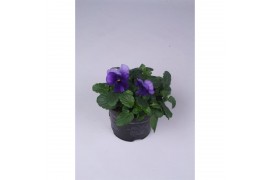 Viola cornuta evo mini f1 violet beacon