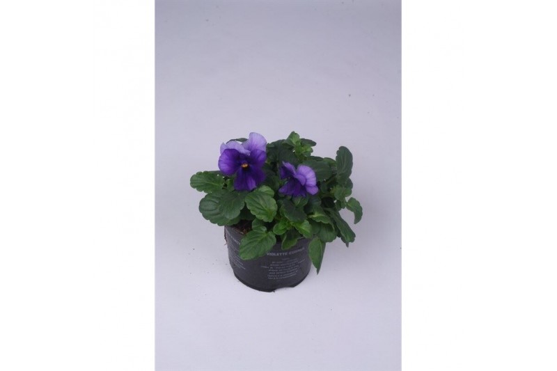 Viola cornuta evo mini f1 violet beacon 