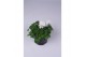 Viola cornuta evo mini f1 white 