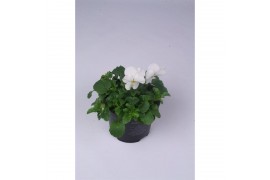 Viola cornuta evo mini f1 white