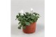 Viola cornuta evo mini f1 white 