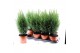 Chamaecyparis lawsoniana ellwoodii 