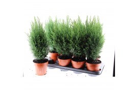 Chamaecyparis lawsoniana ellwoodii