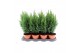 Chamaecyparis lawsoniana ellwoodii 