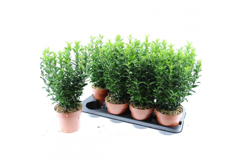Euonymus japonicus green spire 