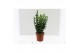 Euonymus japonicus green spire 