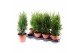 Thuja occidentalis smaragd 