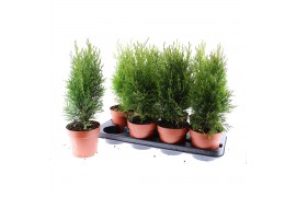 Thuja occidentalis smaragd