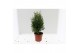 Thuja occidentalis smaragd 