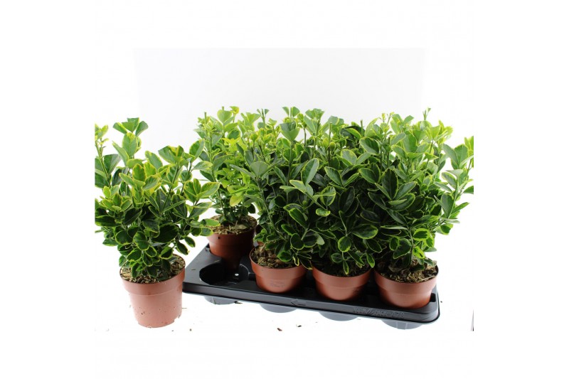 Euonymus aureomarginatus Euonymus japonica Aureomarginatus 4 pp 