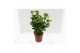 Euonymus aureomarginatus Euonymus japonica Aureomarginatus 4 pp 