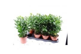 Euonymus japonicus Euonymus Japonica 4 pp