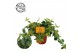 Peperomia rocca scuro 