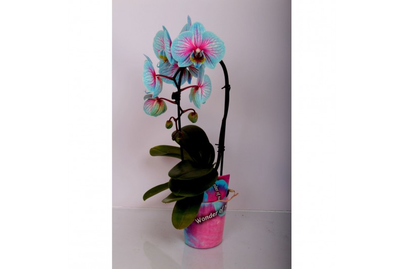 Phalaenopsis 1 tak cascade wonder of nature 