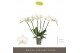 Phalaenopsis wit Theatro Jazz - 6 tak, 40+ bloem 