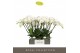 Phalaenopsis wit Theatro Jazz - 6 tak, 40+ bloem 