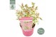Hydrangea serrata euphoria pink 