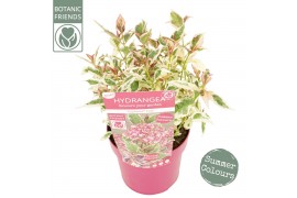 Hydrangea serrata euphoria pink