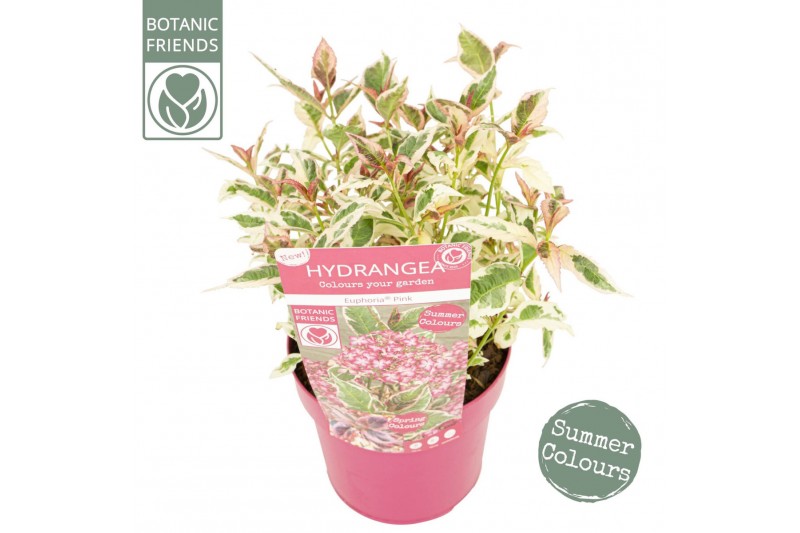 Hydrangea serrata euphoria pink 