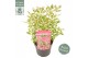 Hydrangea serrata euphoria pink 