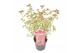 Hydrangea serrata euphoria pink 