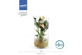 Arrangementen anthurium KARMA Peach | Aqua di Karma | Cilinder