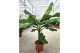 Musa dwarf cavendish 
