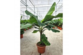 Musa dwarf cavendish