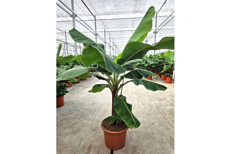 Musa dwarf cavendish 