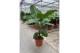 Musa dwarf cavendish 