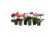 Phalaenopsis mix 2 tak shorty 
