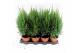 Juniperus chinensis stricta 