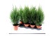 Juniperus chinensis stricta 