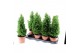 Chamaecyparis thyoides top point 