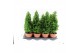 Chamaecyparis thyoides top point 