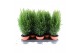 Chamaecyparis lawsoniana ellwoodii 