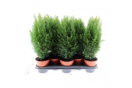 Chamaecyparis lawsoniana ellwoodii