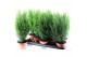 Chamaecyparis lawsoniana ellwoodii 