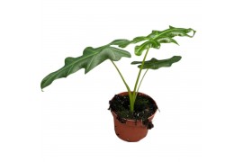Alocasia Alocasia Portei 1 pp