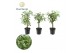 Schefflera arboricola moondrop decorum 