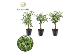 Schefflera arboricola moondrop decorum