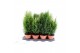 Coniferen mix groene mix 