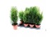 Coniferen mix groene mix 