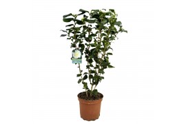 Camellia japonica
