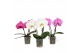 Phalaenopsis mix 2 tak,2 tak/plnt,2 bl.,2 tak/plnt,2 bl. 