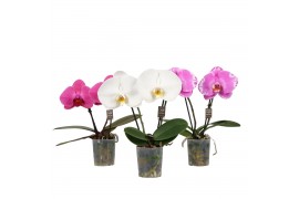 Phalaenopsis mix 2 tak,2 tak/plnt,2 bl.,2 tak/plnt,2 bl.